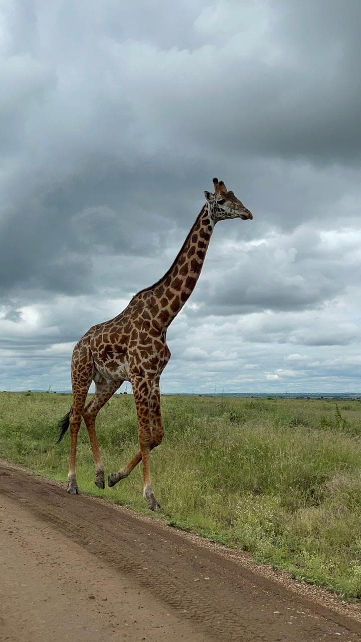 Stories From the Bush