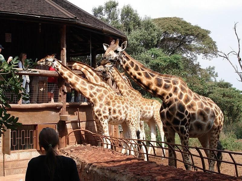 A Taste of Safari, One Day at a Time