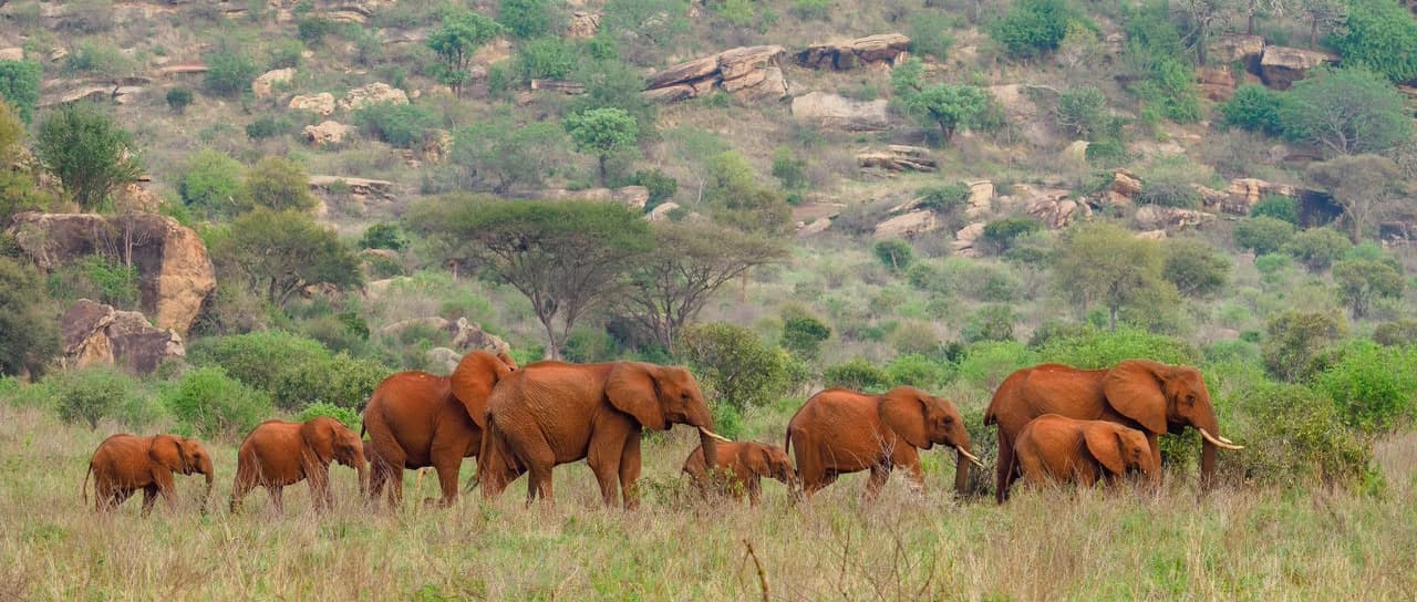 The famous red elephants of Tsavo on the move