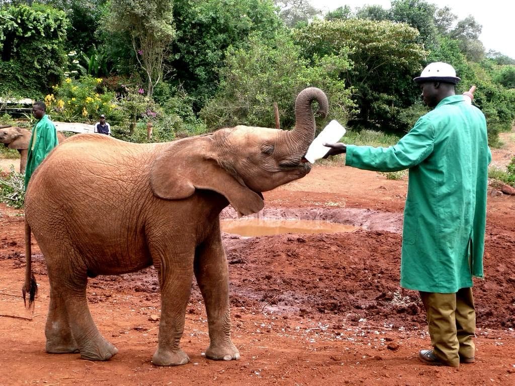 Orphaned elephant at feeding time, Sheldrick Wildlife Trust