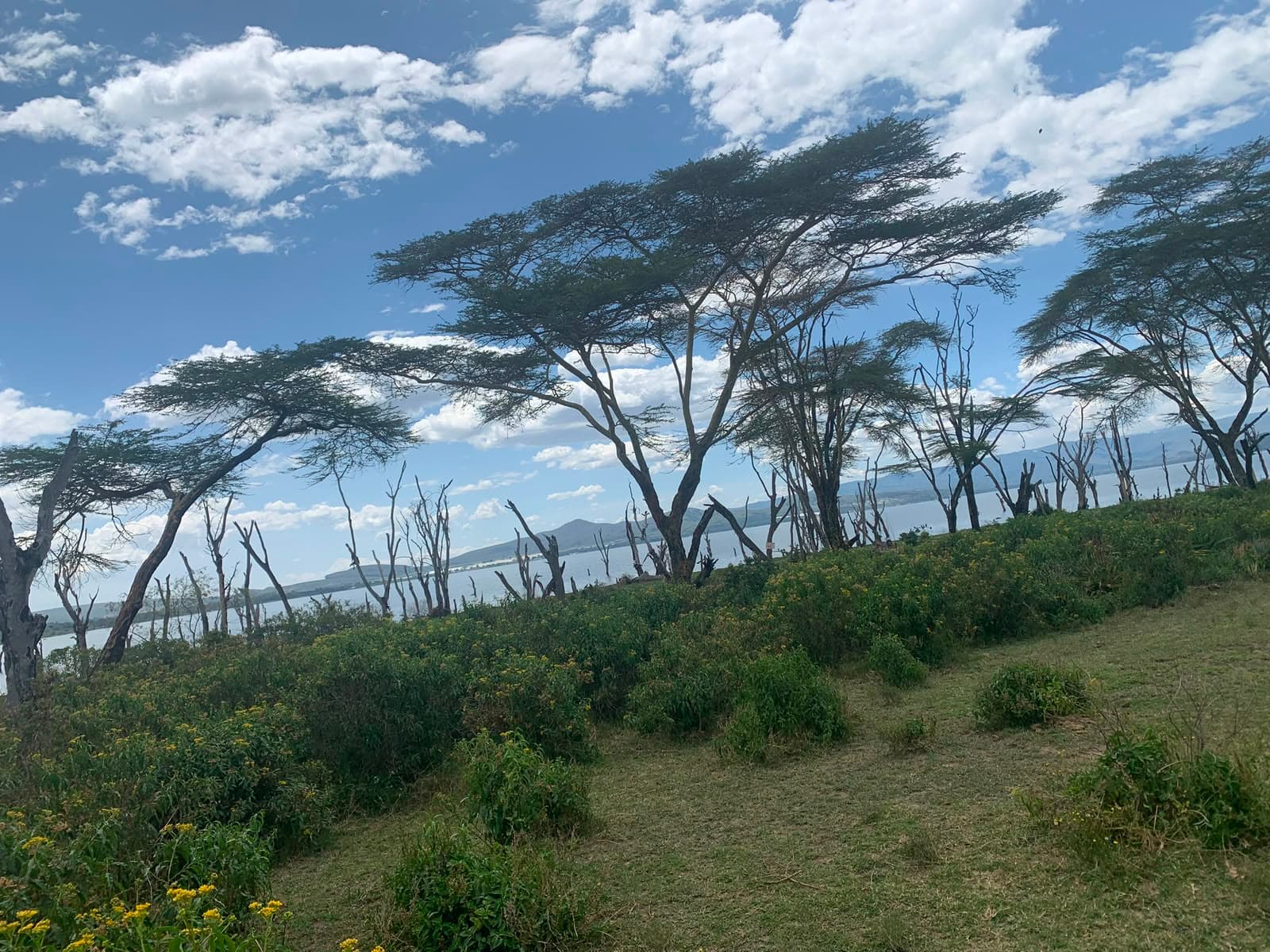 Acacia woodland on the shores of Lake Naivasha
