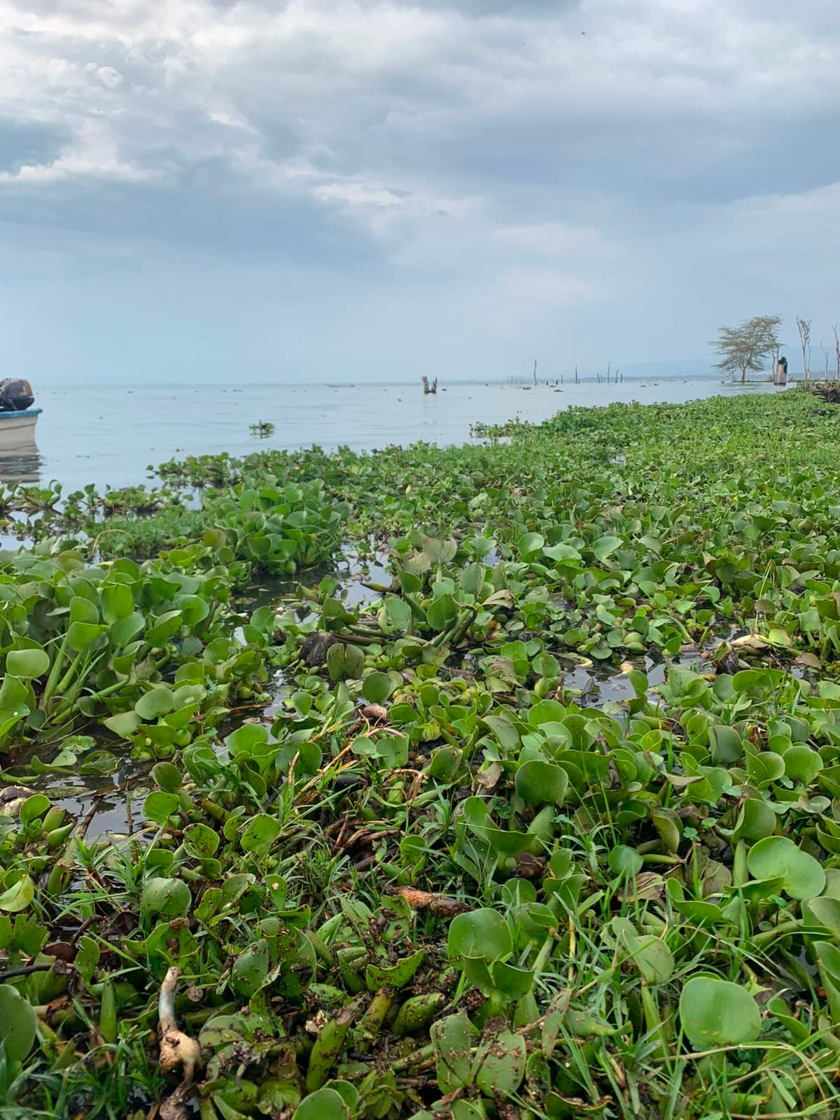 Lake Naivasha shoreline after the rains