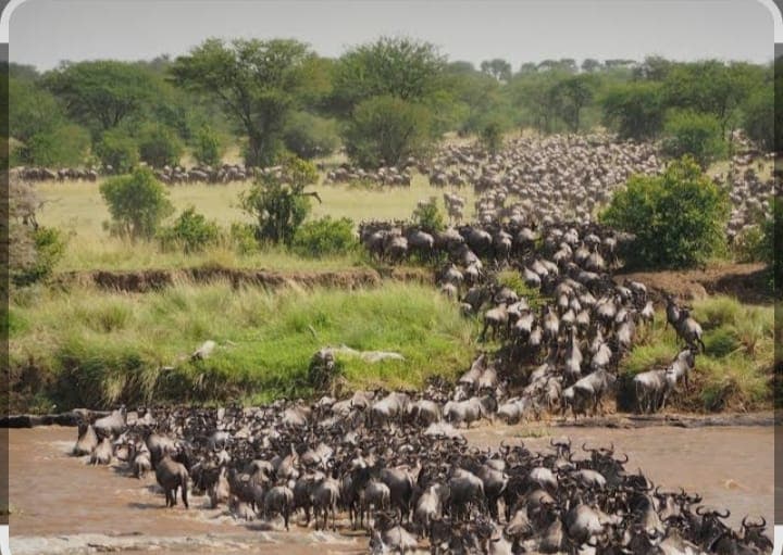 The Great Migration Signature Safari