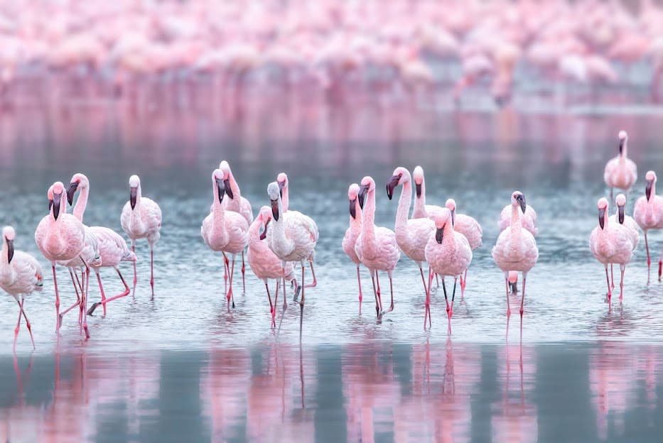 Lake Nakuru & Naivasha Family Adventure