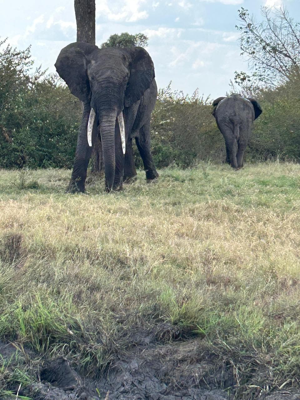 African Elephant
